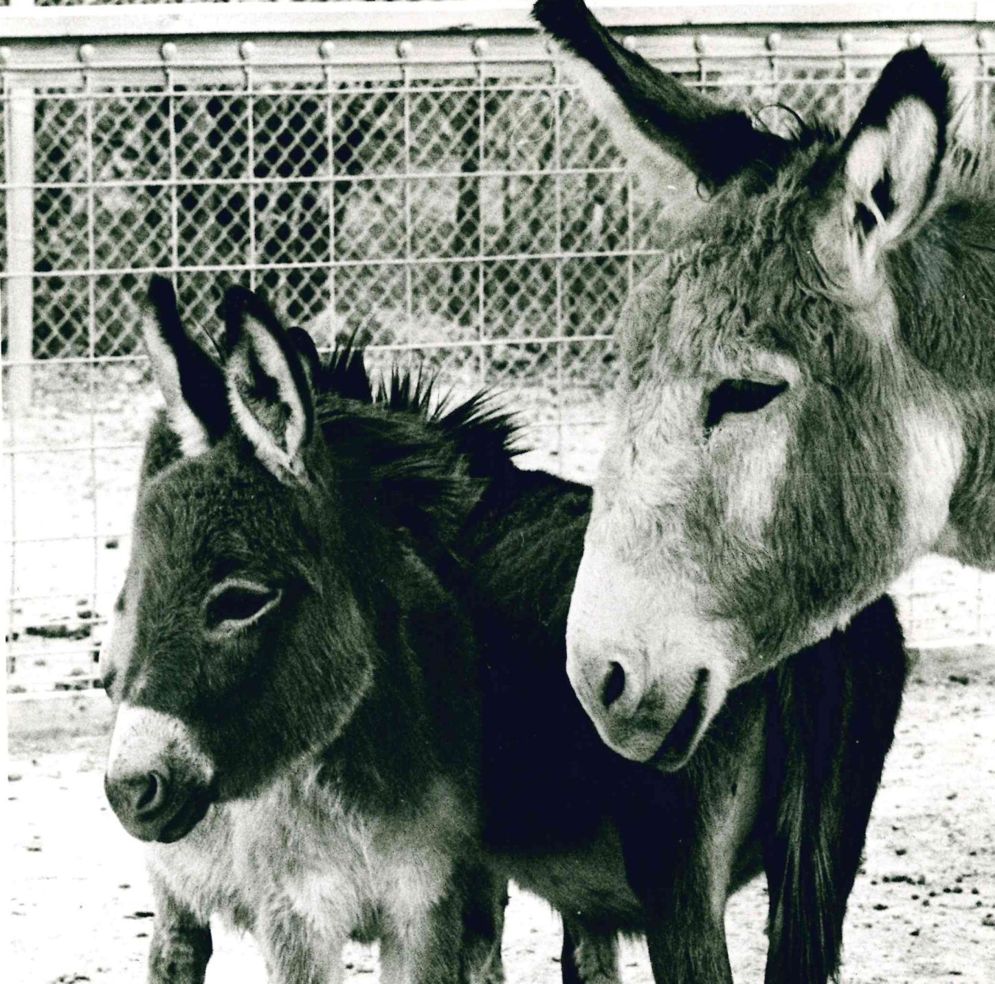 Donkeys